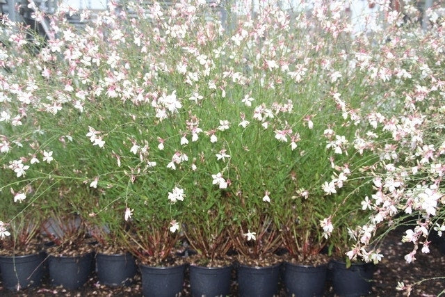  Lindheimer's Kaars (Gaura Lindheimeri 'Whirling Butterflies')