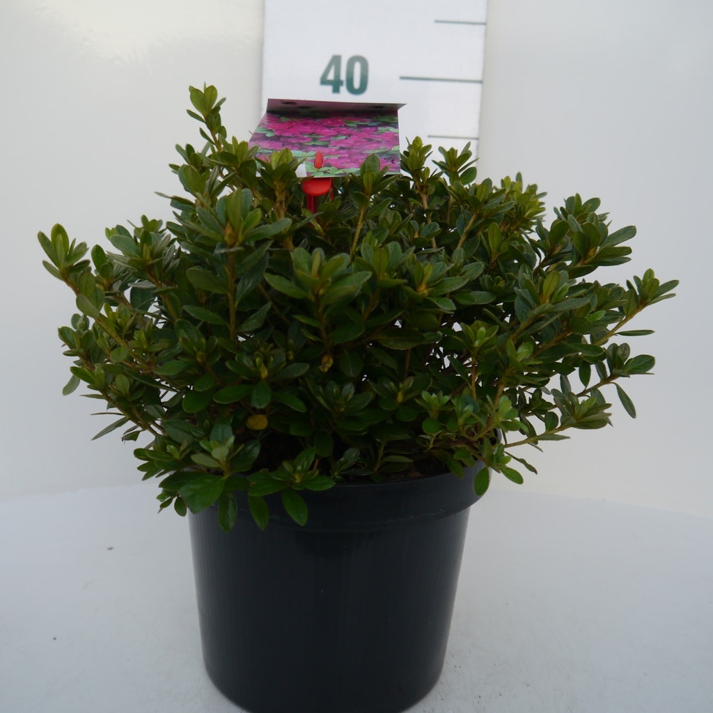  Japanse Azalea (Rhododendron 'Geisha Purple')