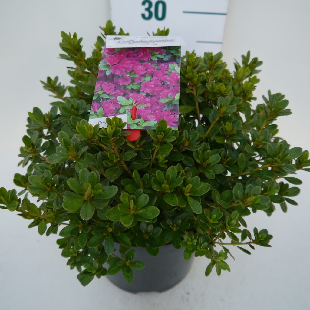  Japanse Azalea (Rhododendron 'Geisha Purple')