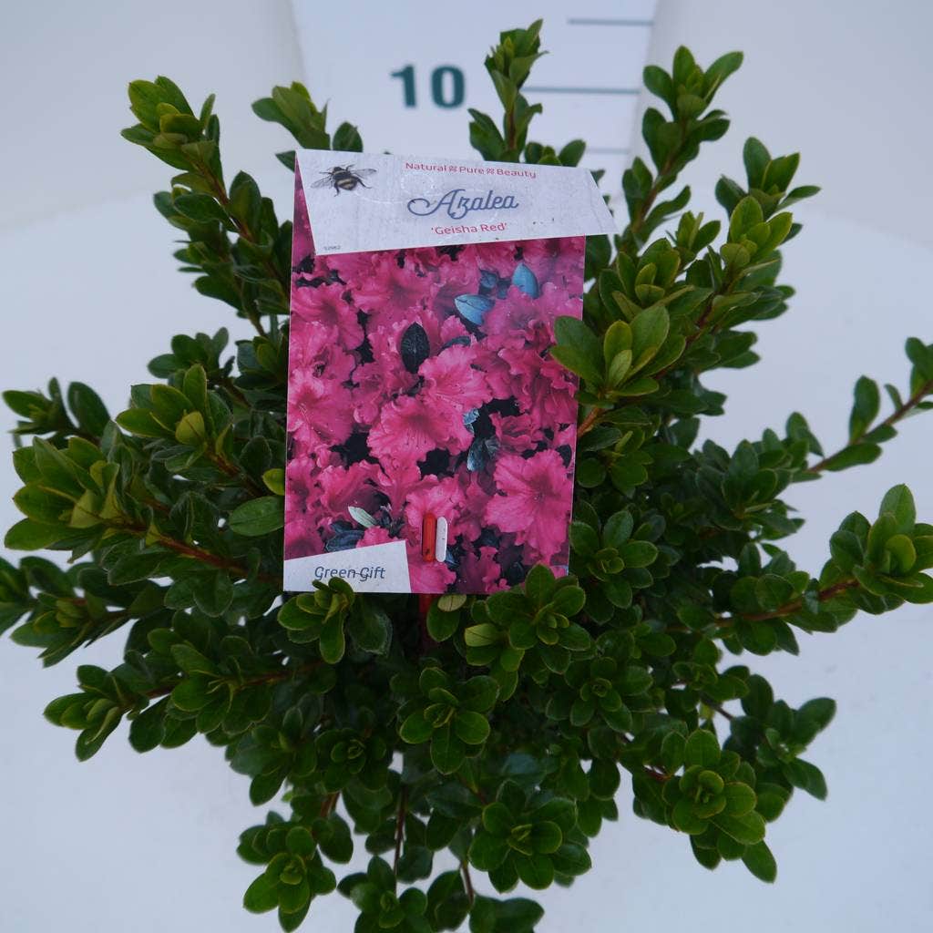  Japanse Azalea (Rhododendron 'Geisha Red')