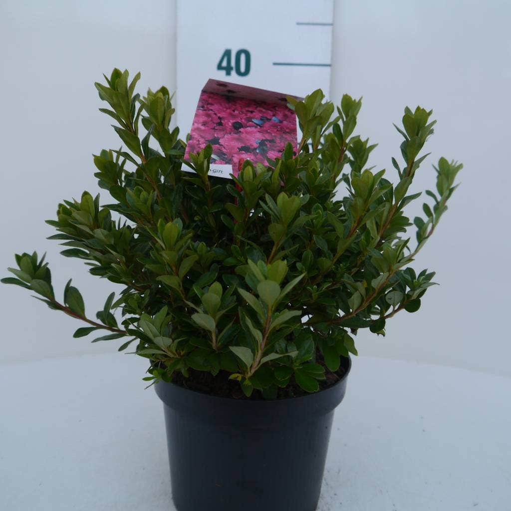  Japanse Azalea (Rhododendron 'Geisha Red')