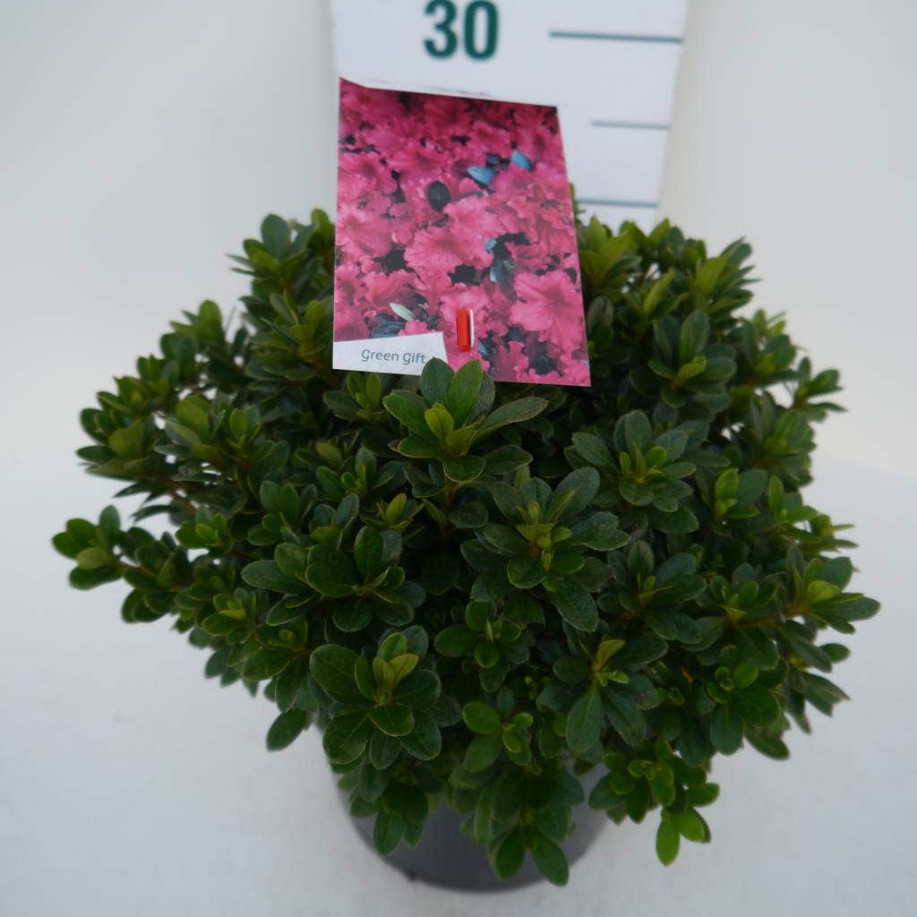  Japanse Azalea (Rhododendron 'Geisha Red')