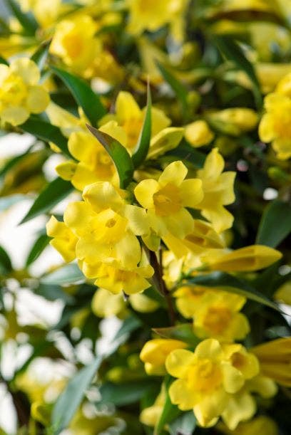  Gele Jasmijn (Gelsemium Sempervirens)
