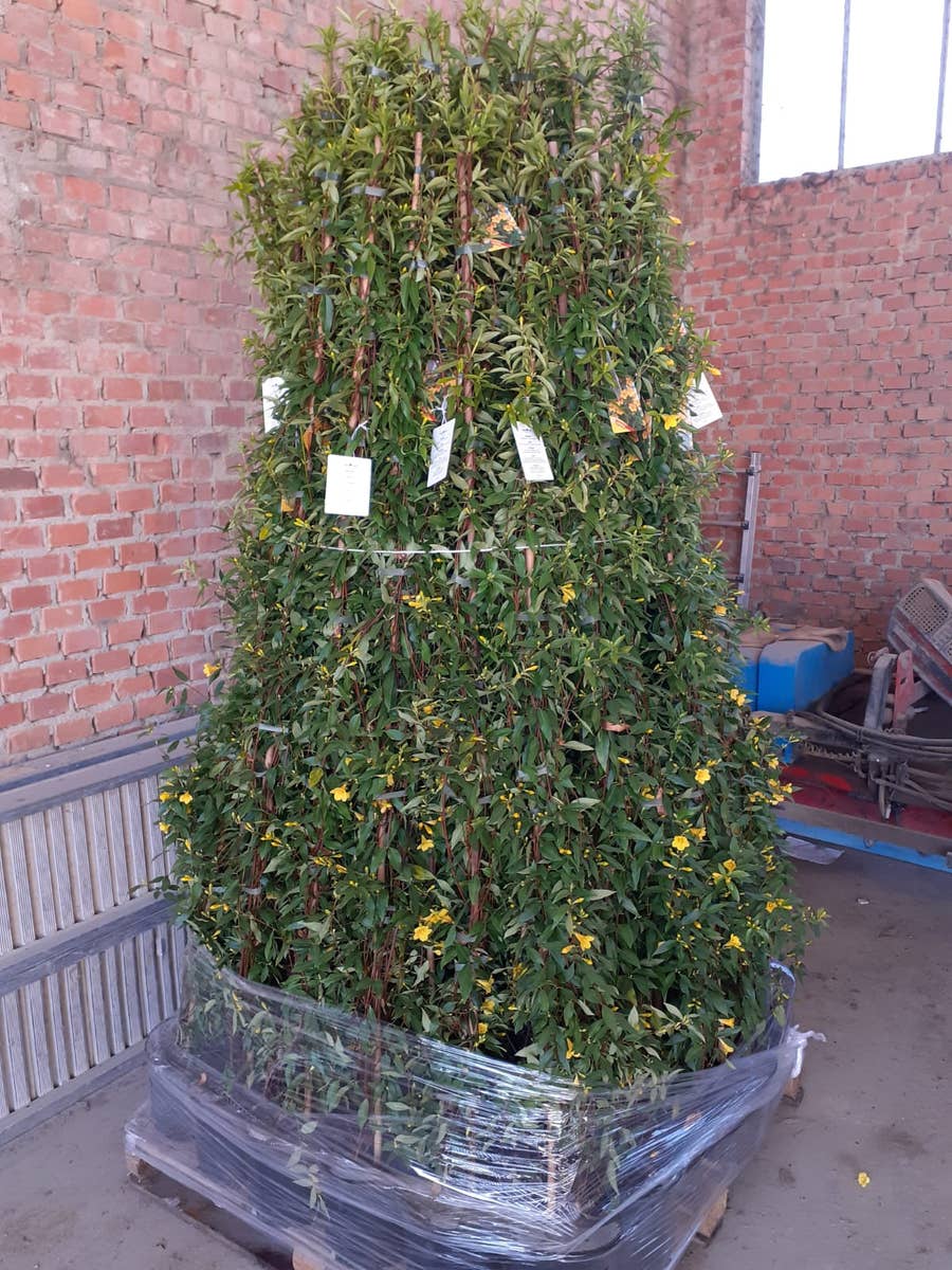  Gele Jasmijn (Gelsemium Sempervirens)