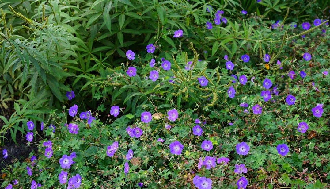  Ooievaarsbek (Geranium 'Rozanne') BIO