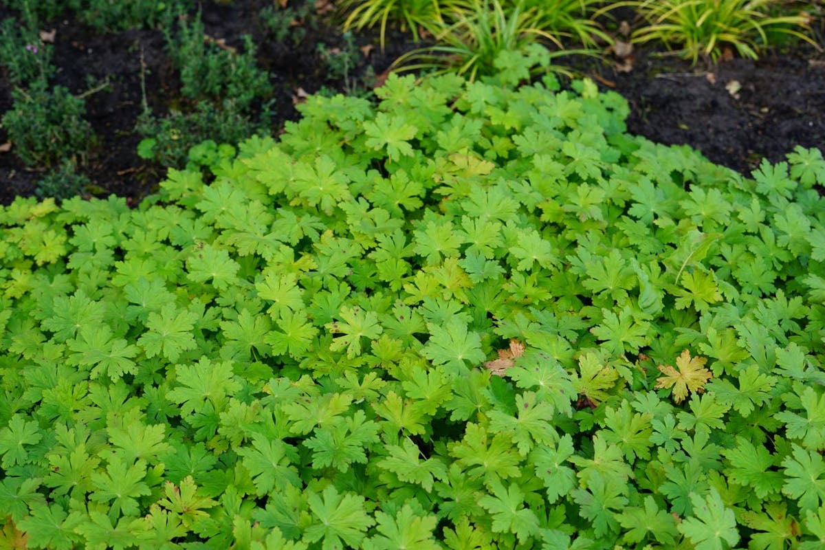  Ooievaarsbek (Geranium Macrorrhizum 'Spessart')