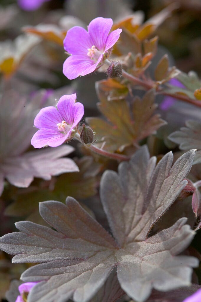  Ooievaarsbek (Geranium 'Bob's Blunder')