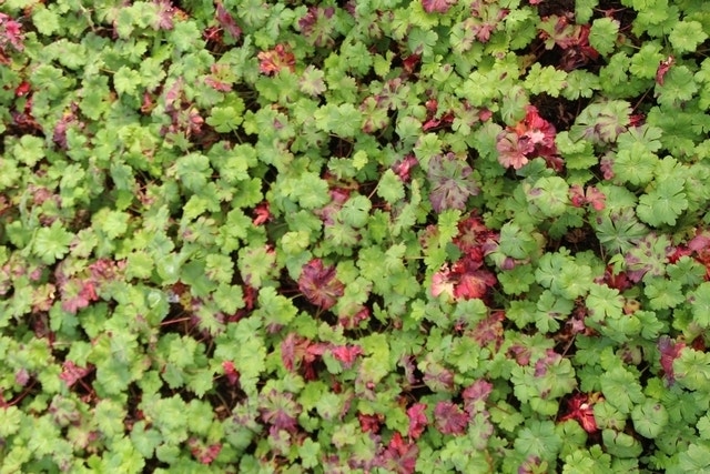  Ooievaarsbek (Geranium Cantabrigiense 'Karmina')