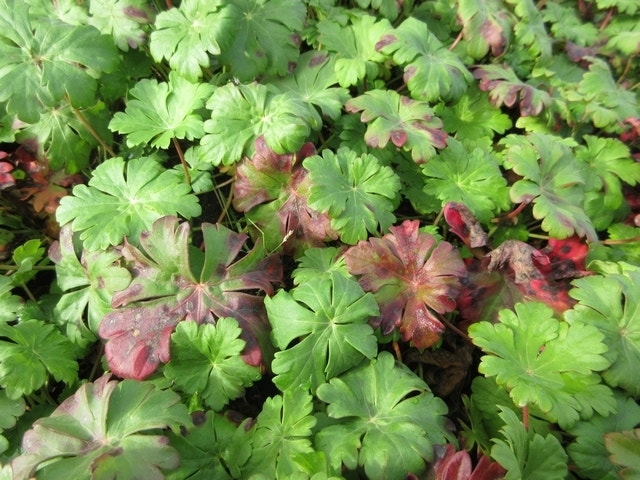  Ooievaarsbek (Geranium Cantabrigiense 'Karmina')