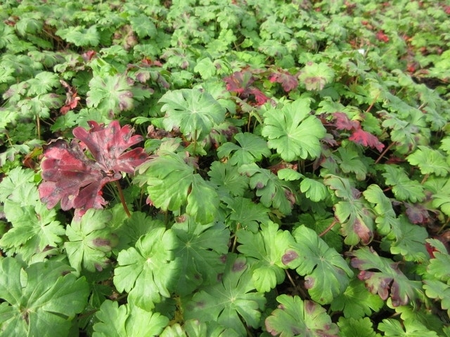  Ooievaarsbek (Geranium Cantabrigiense 'Karmina')