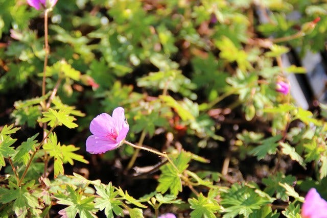  Ooievaarsbek (Geranium 'Dilys')