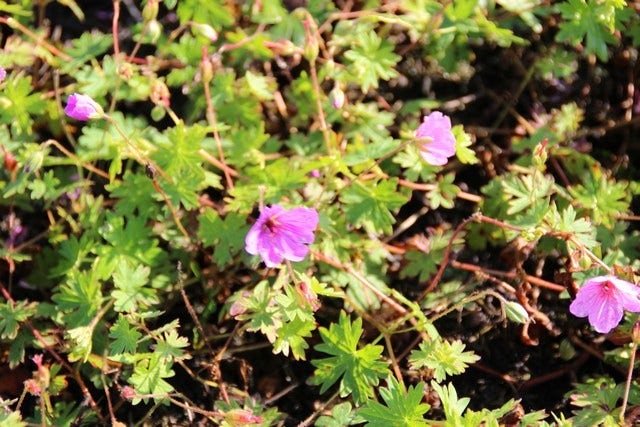  Ooievaarsbek (Geranium 'Dilys')