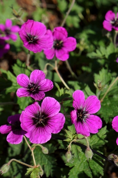  Ooievaarsbek (Geranium 'Dragon Heart')