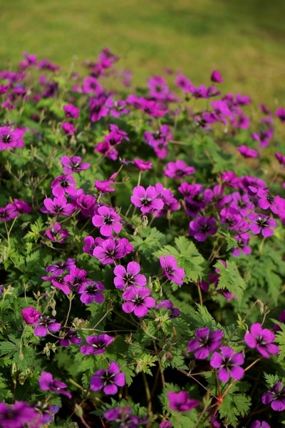  Ooievaarsbek (Geranium 'Dragon Heart')