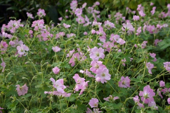  Ooievaarsbek (Geranium 'Dreamland')