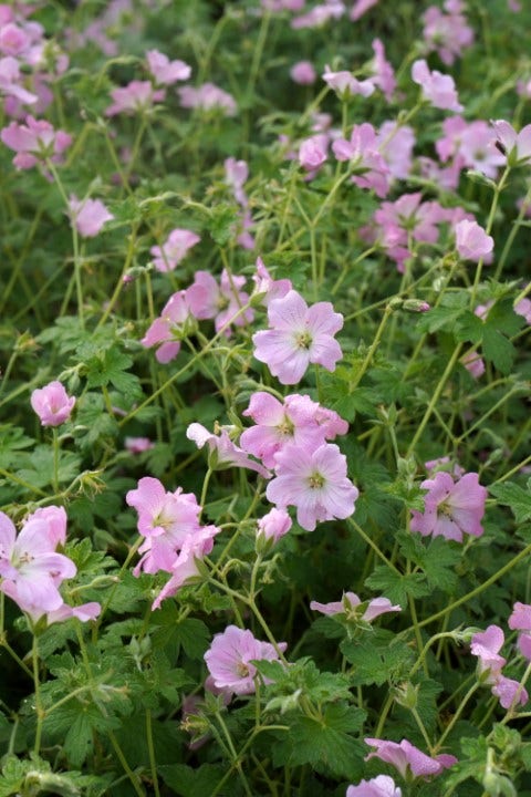  Ooievaarsbek (Geranium 'Dreamland')