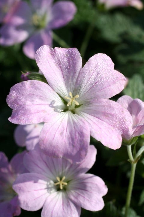  Ooievaarsbek (Geranium 'Dreamland')
