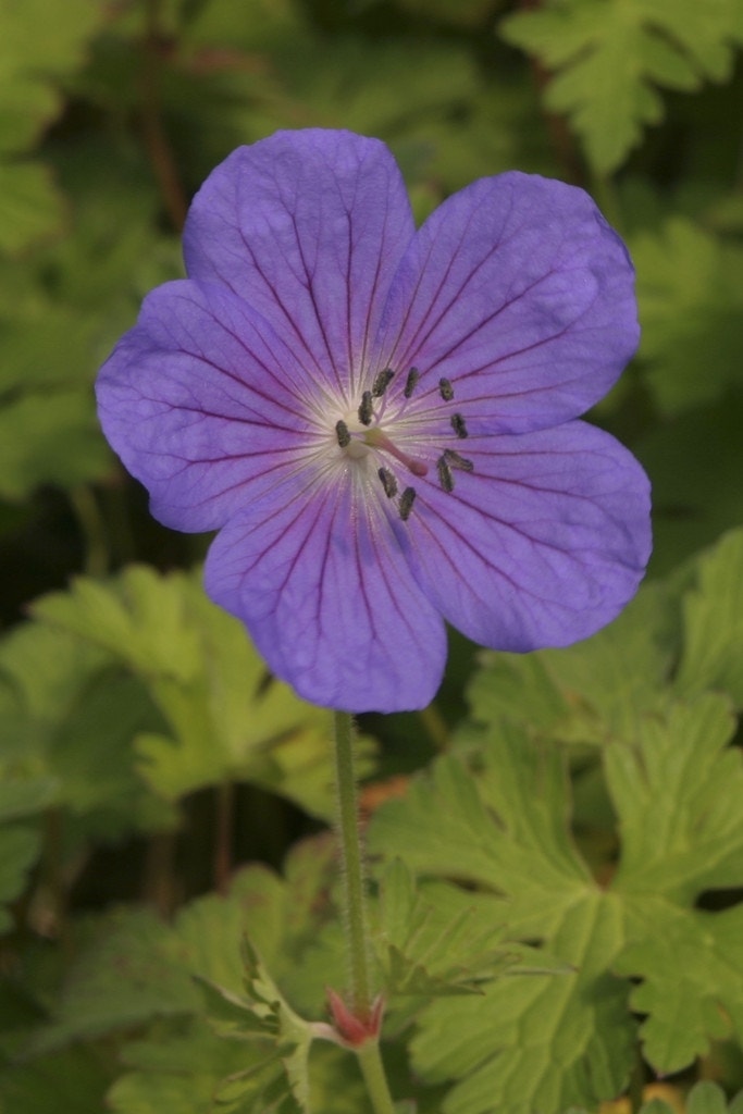  Ooievaarsbek (Geranium Himalayense 'Gravetye')
