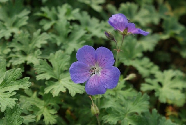  Ooievaarsbek (Geranium Himalayense 'Gravetye')
