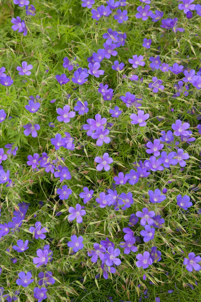  Ooievaarsbek (Geranium 'Nimbus')