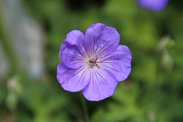  Ooievaarsbek (Geranium 'Rozanne') BIO