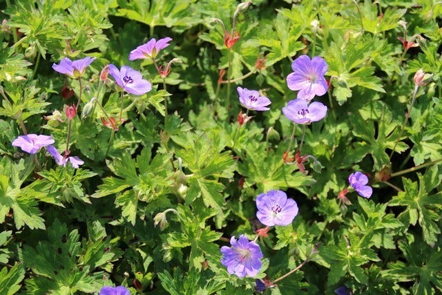  Ooievaarsbek (Geranium 'Rozanne') BIO