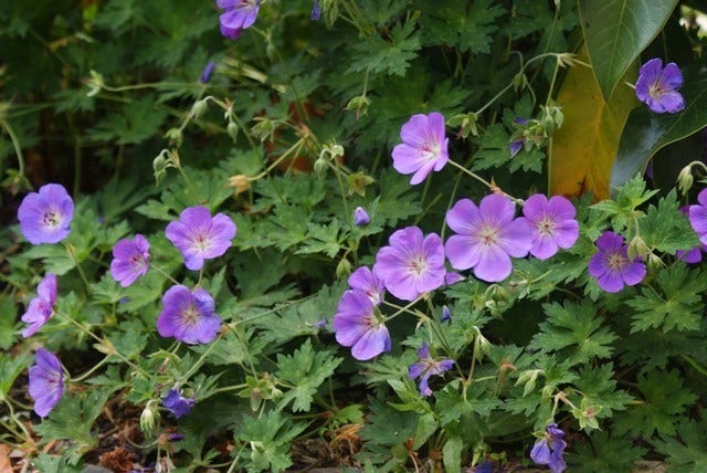  Ooievaarsbek (Geranium 'Rozanne') BIO