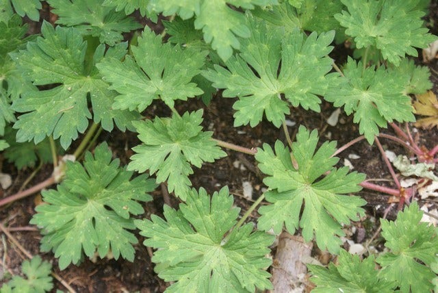  Ooievaarsbek (Geranium 'Rozanne') BIO