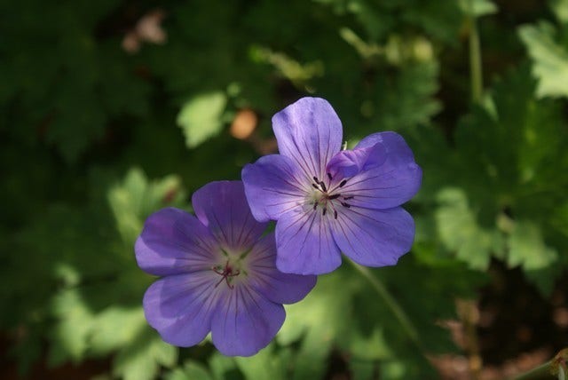  Ooievaarsbek (Geranium 'Rozanne') BIO
