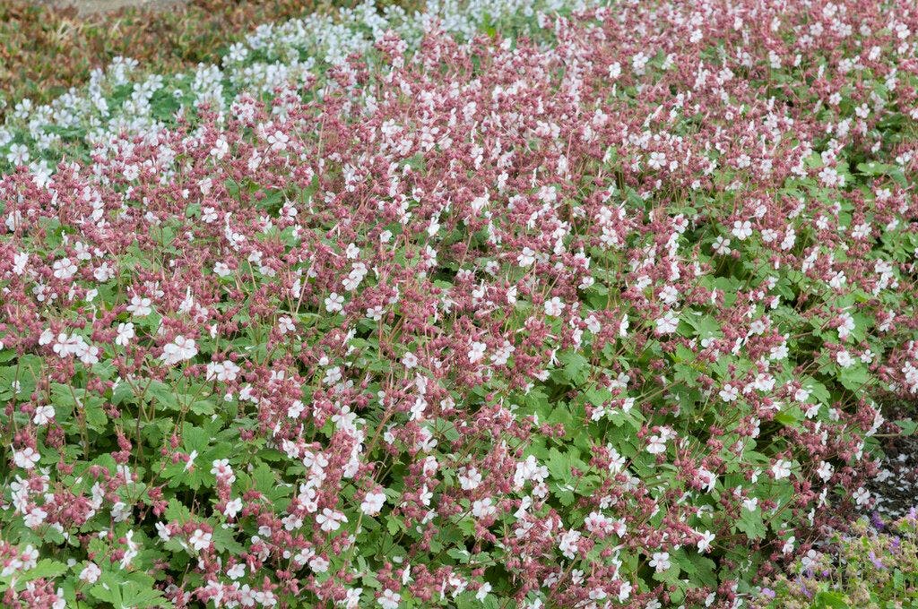  Ooievaarsbek (Geranium Macrorrhizum 'Spessart')