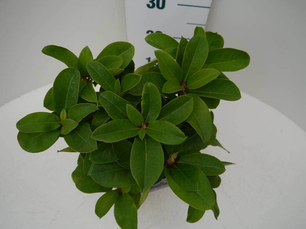  Rhododendron (Rhododendron 'Germania')