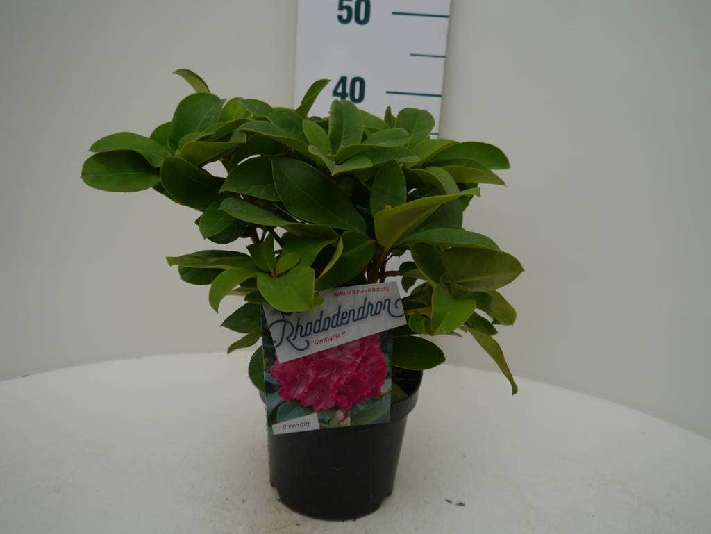  Rhododendron (Rhododendron 'Germania')