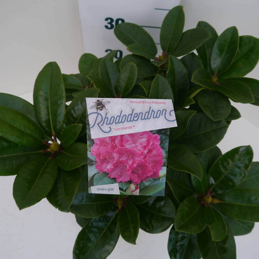  Rhododendron (Rhododendron 'Germania')