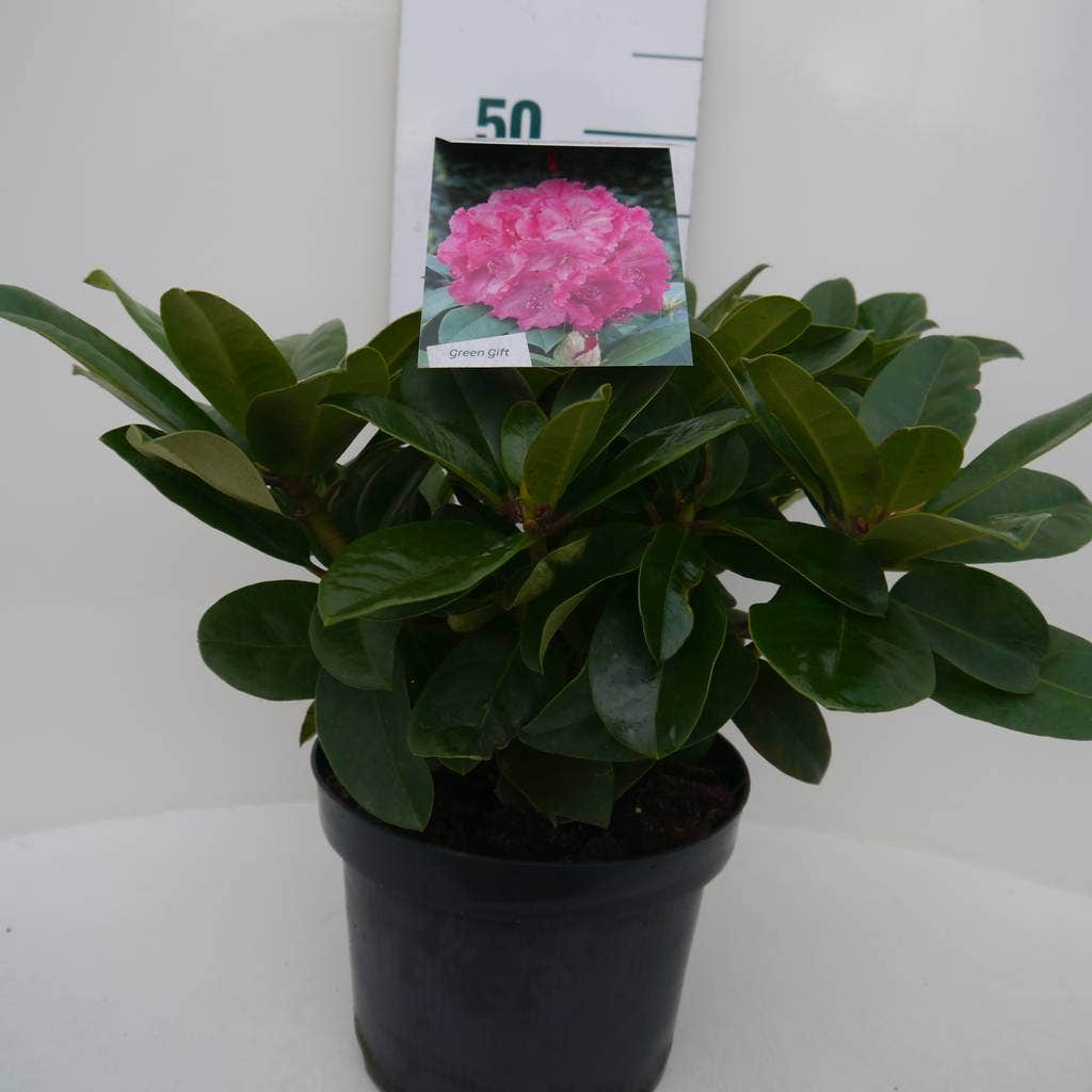  Rhododendron (Rhododendron 'Germania')