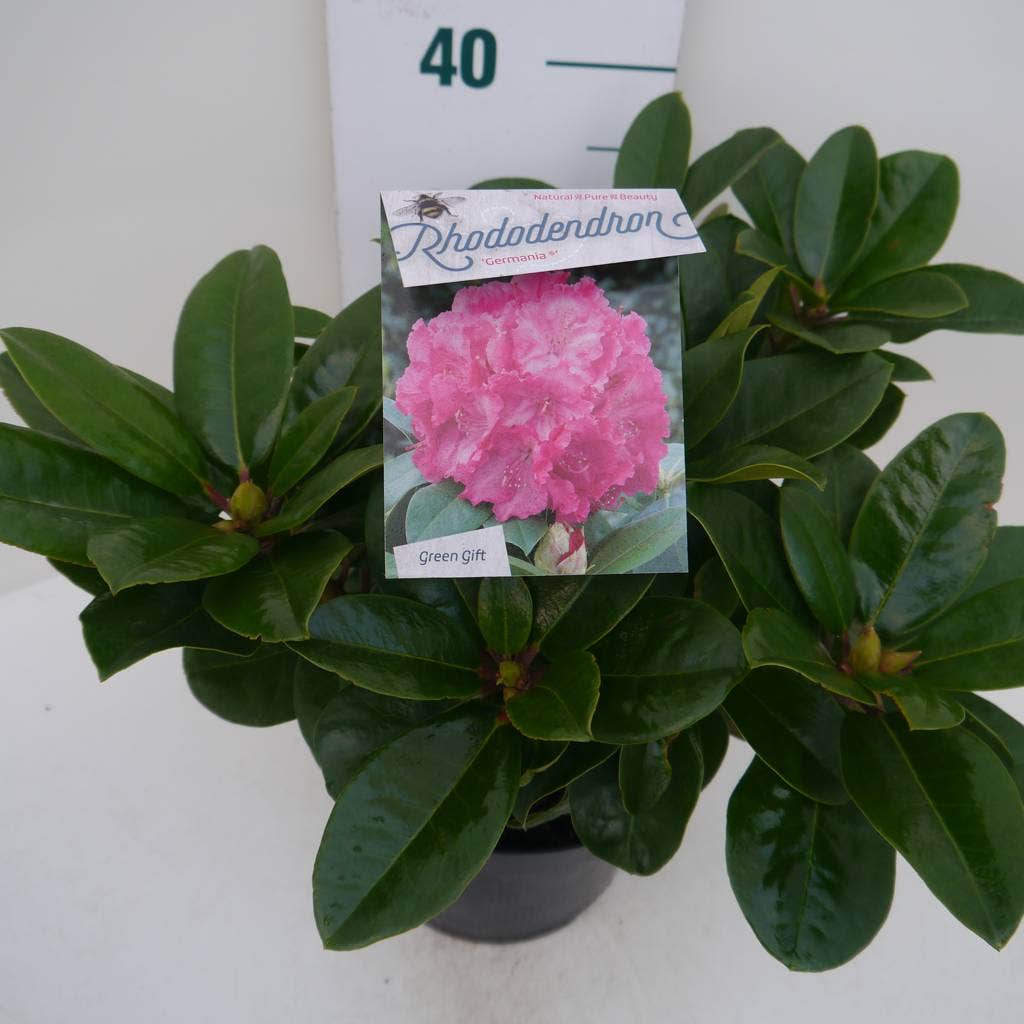  Rhododendron (Rhododendron 'Germania')