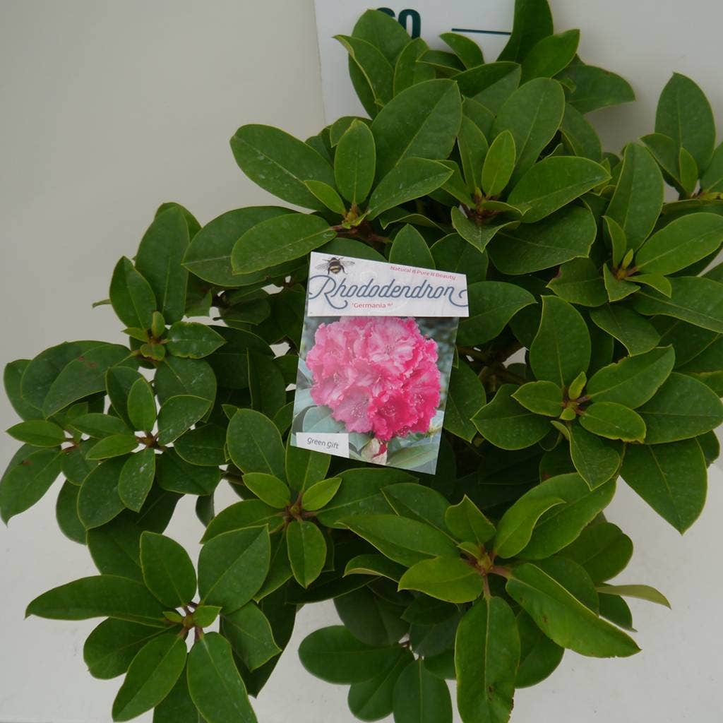  Rhododendron (Rhododendron 'Germania')