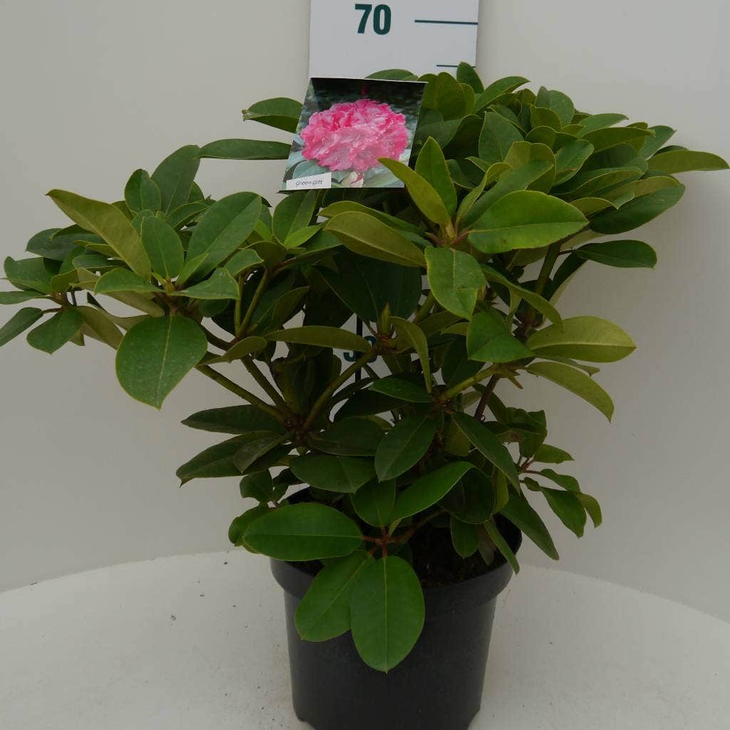  Rhododendron (Rhododendron 'Germania')