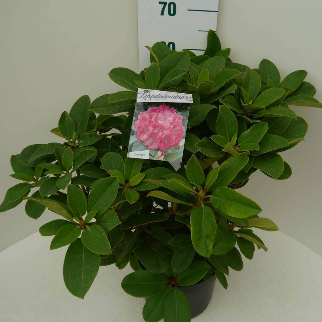  Rhododendron (Rhododendron 'Germania')