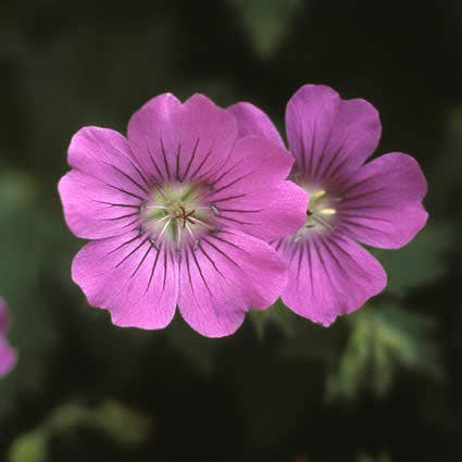  Ooievaarsbek (Geranium 'Sirak')