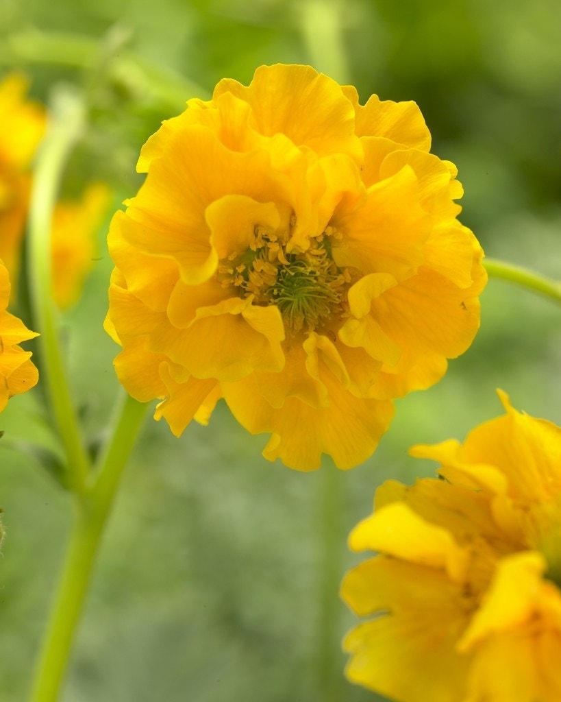  Nagelkruid (Geum Chiloense 'Lady Stratheden')