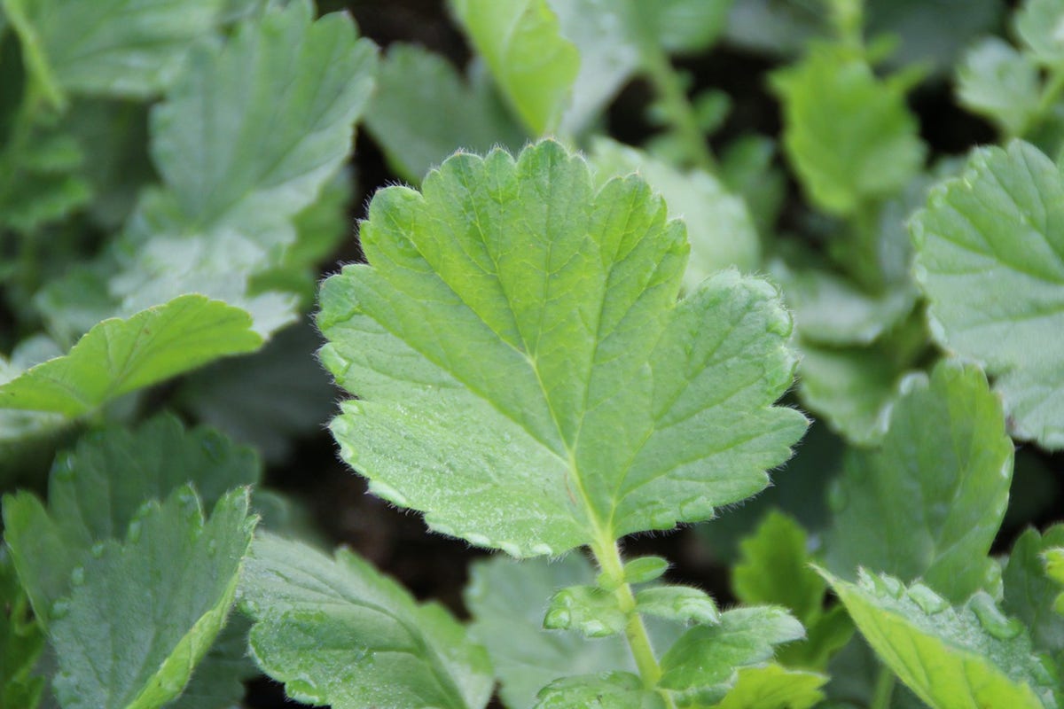  Nagelkruid (Geum Chiloense 'Lady Stratheden')