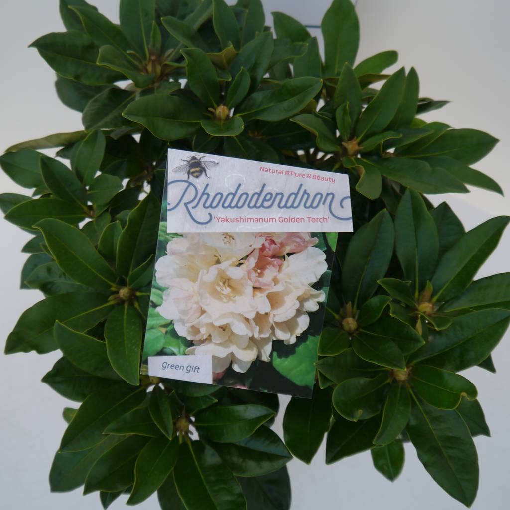  Dwergrhododendron (Rhododendron 'Golden Torch')
