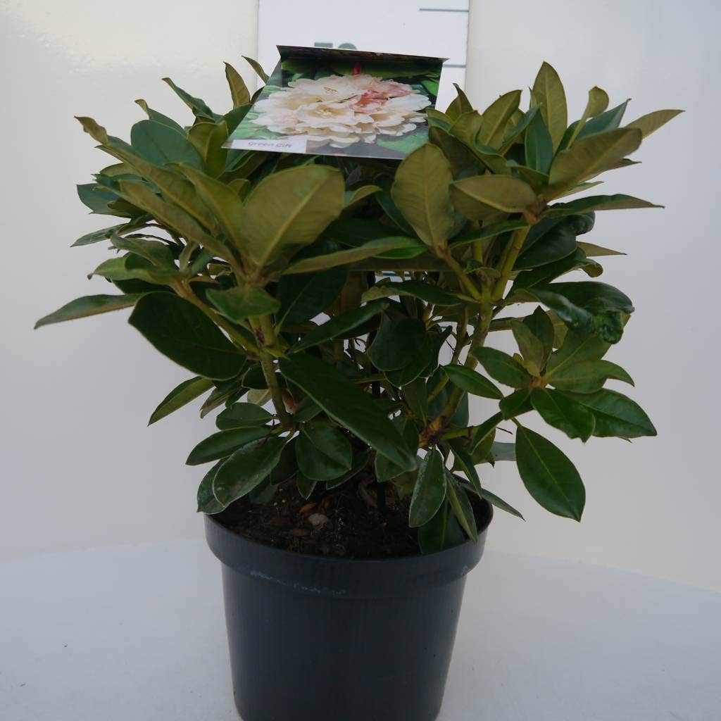  Dwergrhododendron (Rhododendron 'Golden Torch')