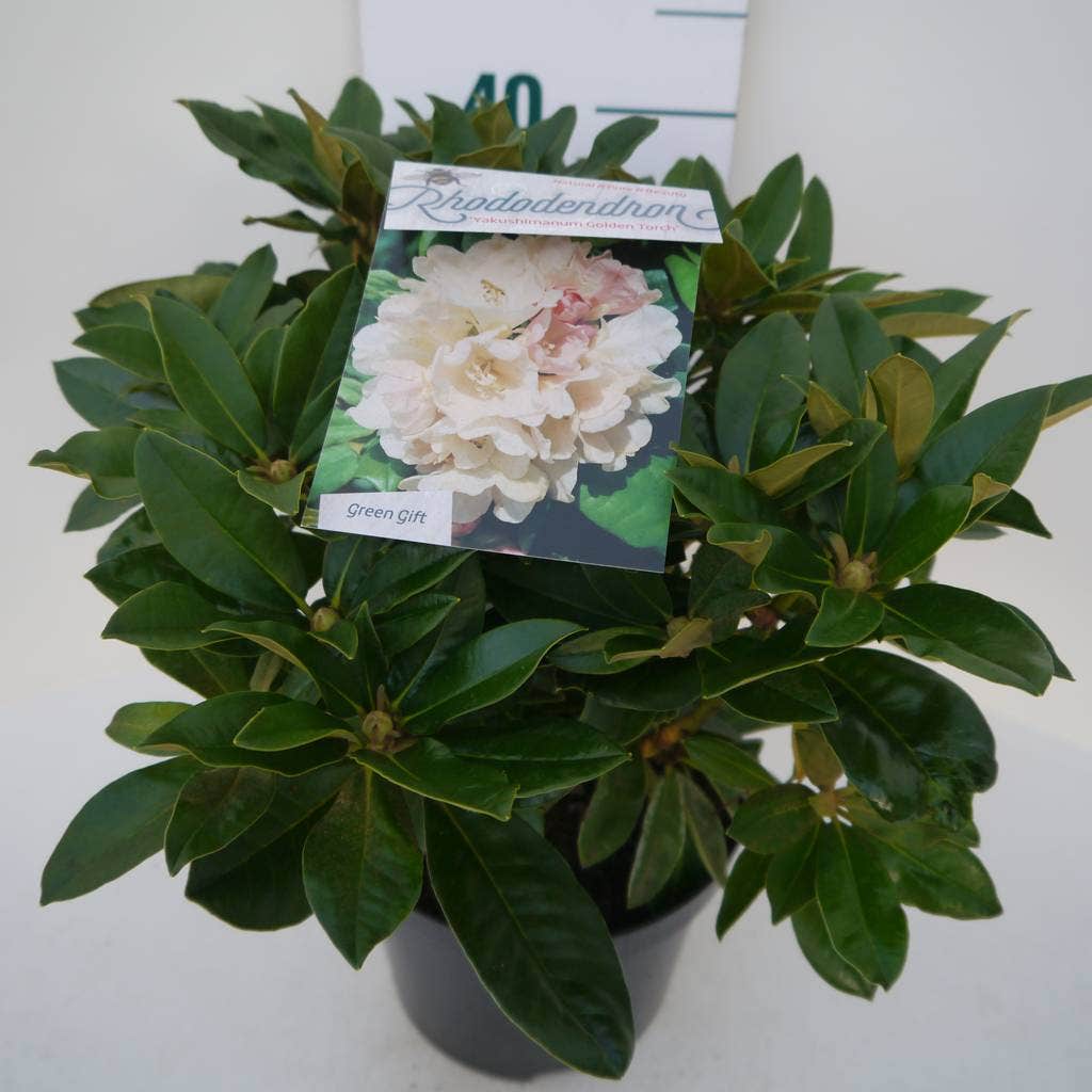  Dwergrhododendron (Rhododendron 'Golden Torch')
