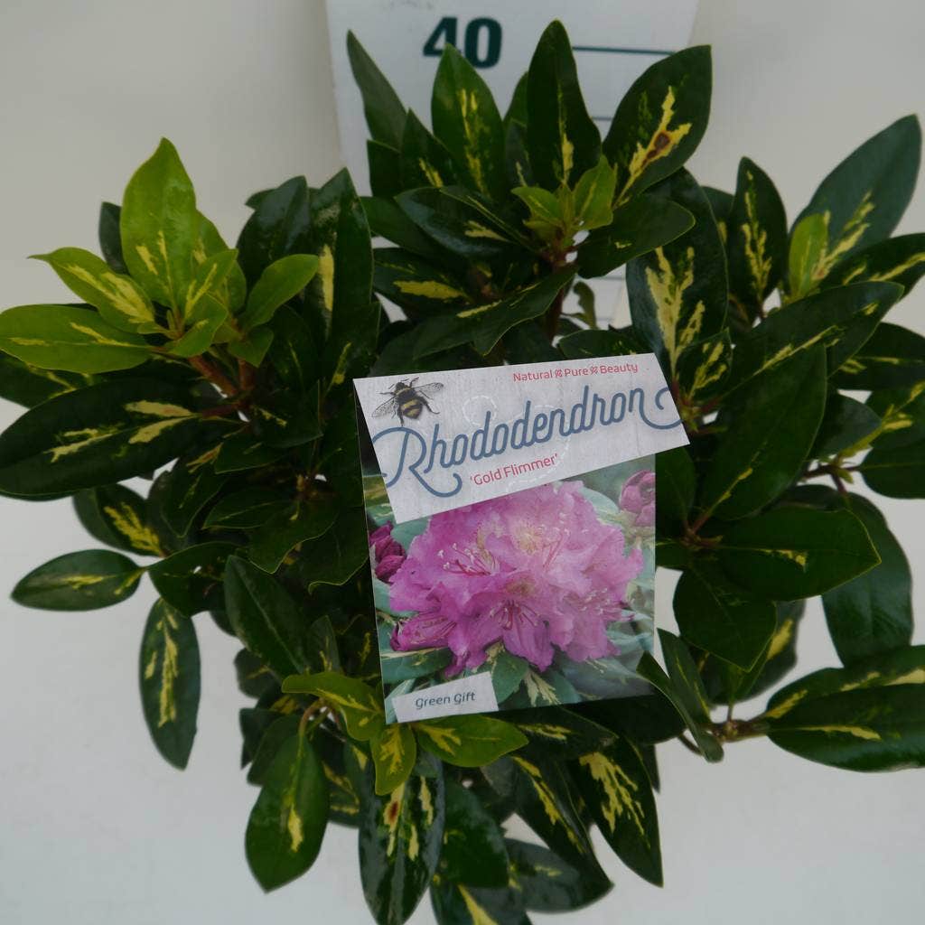 Rhododendron (Rhododendron 'Goldflimmer')