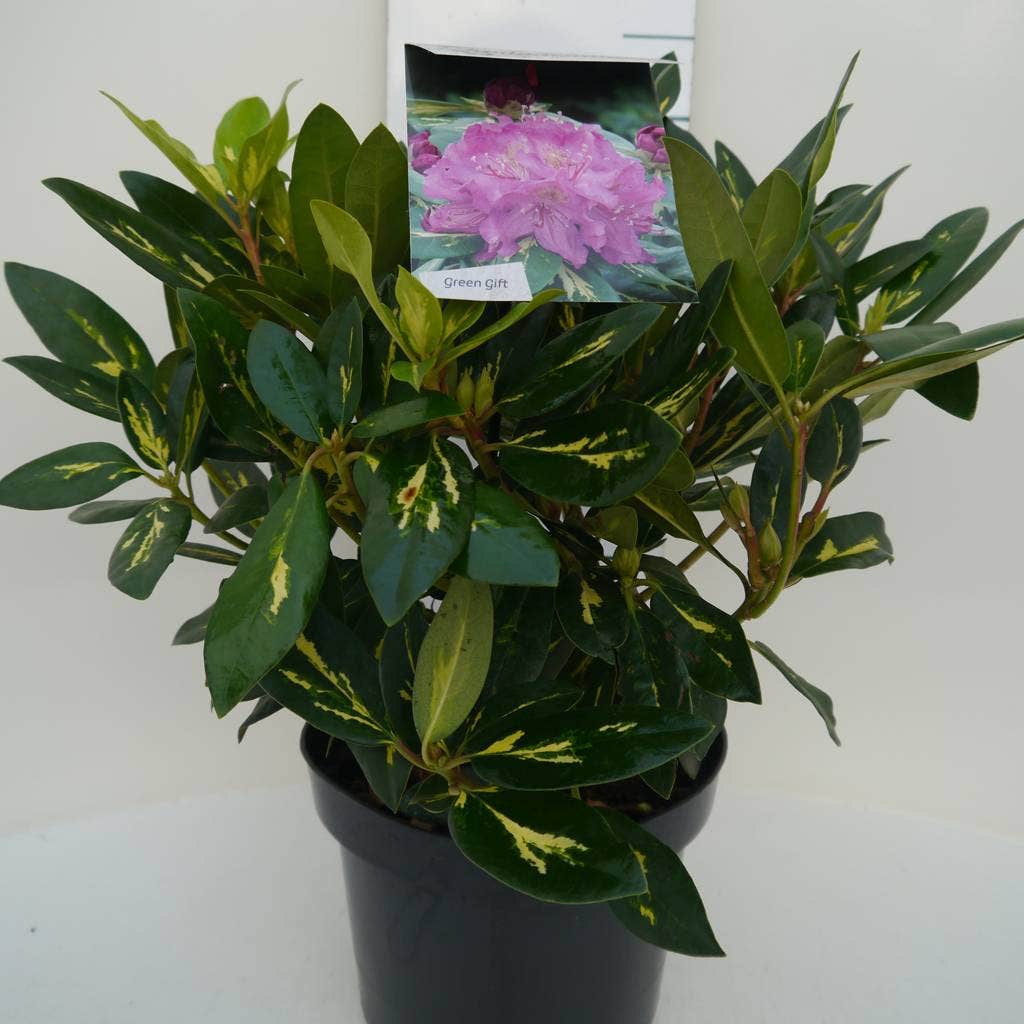  Rhododendron (Rhododendron 'Goldflimmer')
