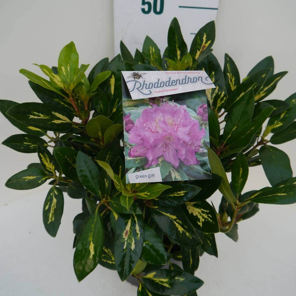  Rhododendron (Rhododendron 'Goldflimmer')
