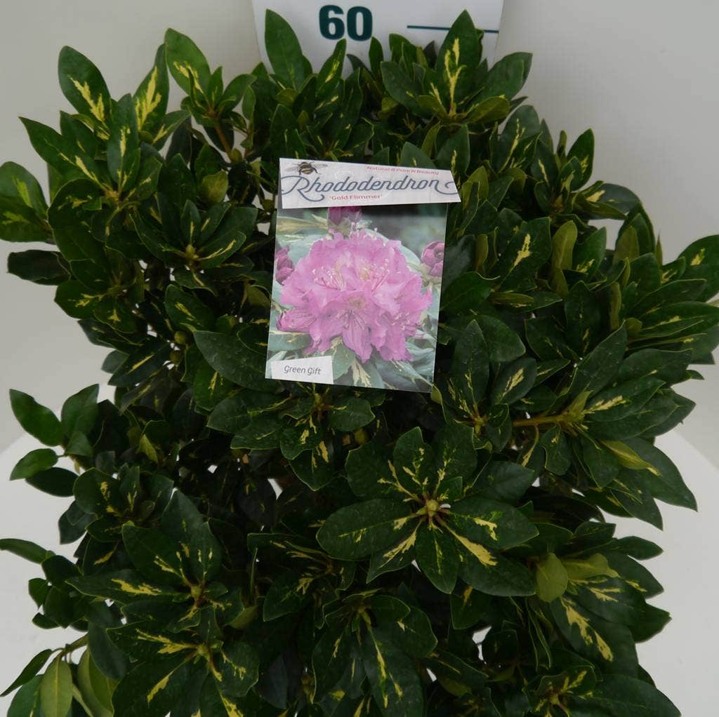  Rhododendron (Rhododendron 'Goldflimmer')