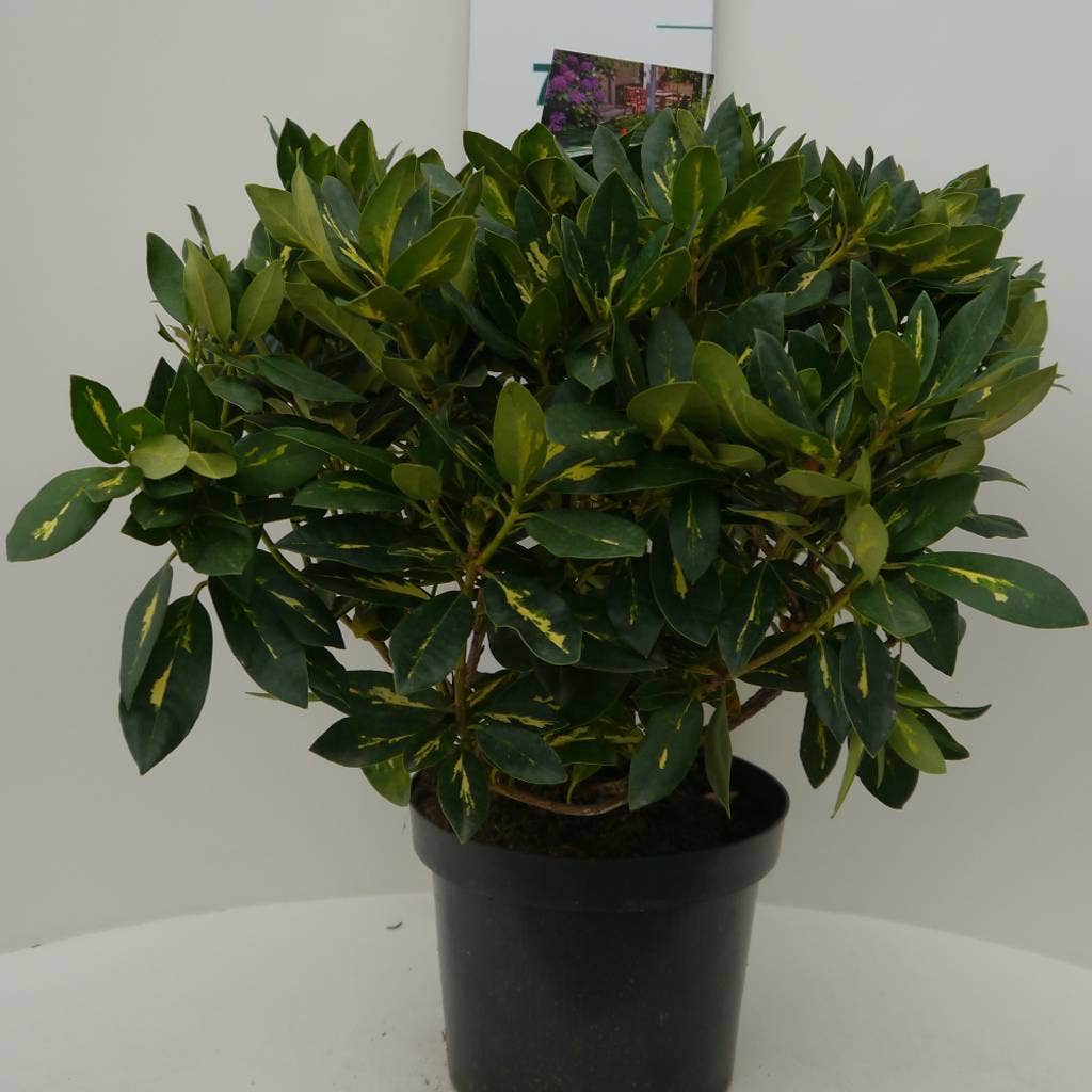  Rhododendron (Rhododendron 'Goldflimmer')