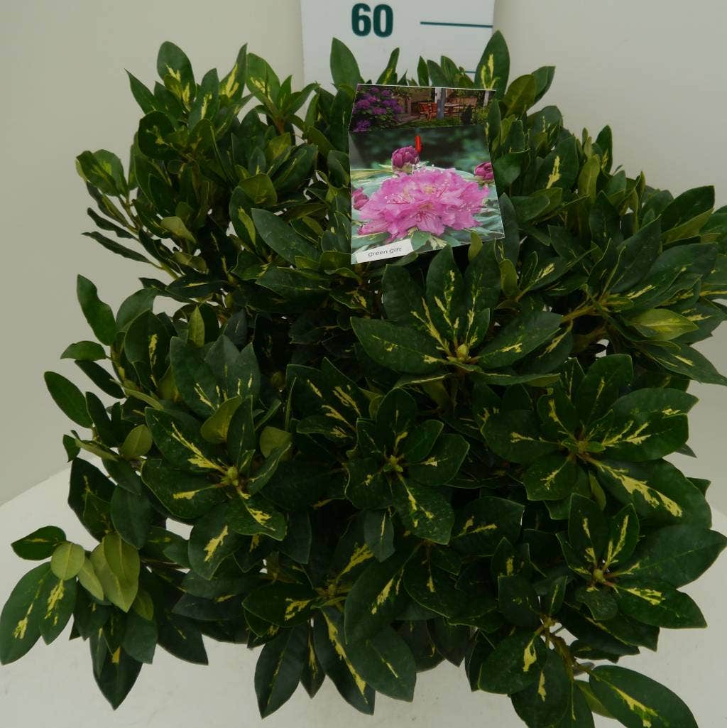  Rhododendron (Rhododendron 'Goldflimmer')